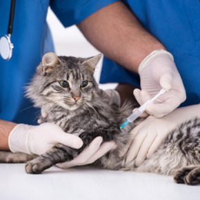 การฉีดวัคซีนที่จำเป็น (Kitten Vaccination)